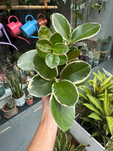 Load image into Gallery viewer, Hoya australis Blondie / Wax plant
