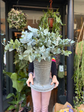 Load image into Gallery viewer, Eucalyptus cinerea - Price Per Bunch
