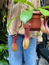 Load image into Gallery viewer, Nepenthes alata - Pitcher Plant/Monkey Cup Plant - *Local Delivery or Local Pick Up Only*
