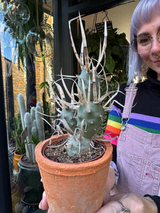 Tephrocactus articulatus Papyracanthus / Paper Spine Cactus