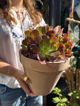 Load image into Gallery viewer, Aeonium arboreum / Tree House Leek
