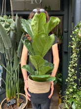 Load image into Gallery viewer, Ficus lyrata / Fiddle Leaf Fig - *Local Delivery or Local Pick Up Only*
