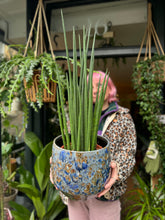 Load image into Gallery viewer, Sansevieria bacularis Mikado / Snake Plant - *Local Delivery or Local Pick Up Only*
