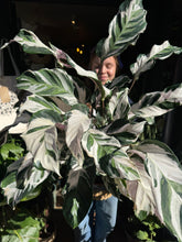 Load image into Gallery viewer, Calathea ‘Stella’ / Prayer Plant - *Local Delivery or Local Pick Up Only*
