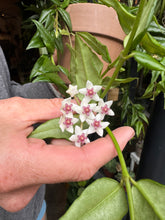Load image into Gallery viewer, Hoya lanceolata Bella / Wax plant
