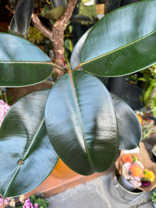 Ficus elastica Burgundy Tree / Rubber Plant - *Local Delivery or Local Pick Up Only*