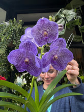 Load image into Gallery viewer, Hanging Vanda Orchid - Mixed Flower Colours
