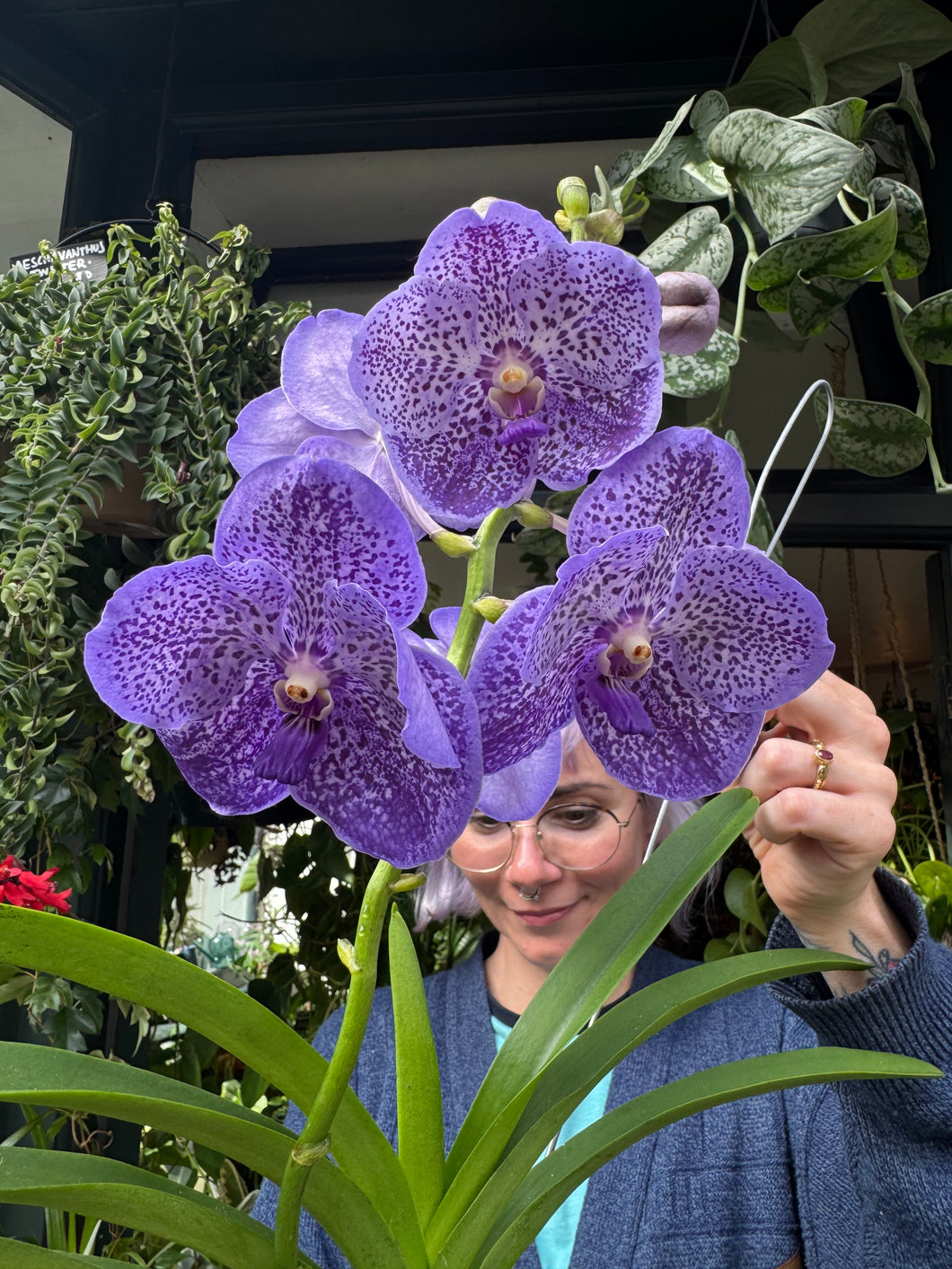 Hanging Vanda Orchid - Mixed Flower Colours