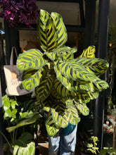 Load image into Gallery viewer, Calathea makoyana / Prayer Plant - *Local Delivery or Local Pick Up Only*
