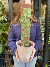 Load image into Gallery viewer, Monstera dubia / Shingle Plant
