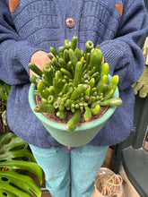 Load image into Gallery viewer, Crassula ovata Hobbit / Jade Plant
