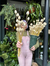 Load image into Gallery viewer, Dried Papaver / Poppy - Price Per Bunch
