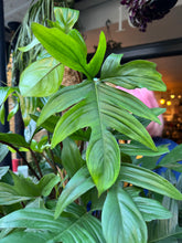 Load image into Gallery viewer, Philodendron pedatum / Oak Leaf Philodendron on Moss Pole - *Local Delivery or Local Pick Up Only*
