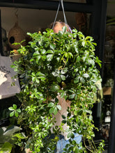 Load image into Gallery viewer, Cissus striata / Parthenocissus / Miniature Grape Ivy / Verona Vein - 19cm Pot
