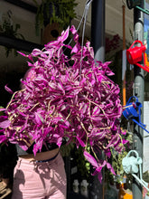 Load image into Gallery viewer, Tradescantia Pink Paradise / Inch Plant
