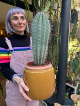 Load image into Gallery viewer, Pachycereus pringlei / Mexican Giant Cactus
