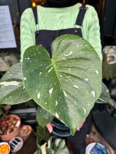 Load image into Gallery viewer, Monstera Thai Constellation / Variegated Cheese Plant - 12cm Pot
