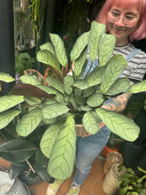 Load image into Gallery viewer, Ctenanthe amagris / Prayer Plant
