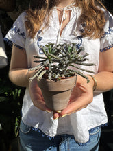 Load image into Gallery viewer, Kalanchoe tubiflora / Mother of Millions
