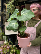 Load image into Gallery viewer, Monstera Thai Constellation / Variegated Cheese Plant
