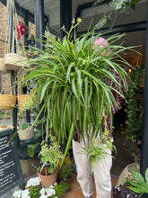 Load image into Gallery viewer, Chlorophytum comosum Variegatum / Spider Plant XL
