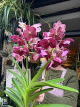 Load image into Gallery viewer, Hanging Vanda Orchid - Mixed Flower Colours - *Local Delivery or Local Pick Up Only*

