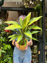 Load image into Gallery viewer, Cordyline fruticosa Kiwi / Ti Plant / Good Luck Plant
