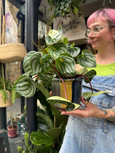 Load image into Gallery viewer, Peperomia argyreia / Watermelon Peperomia *Local Delivery or Local Pick Up Only*
