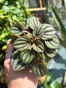 Peperomia Piccolo Banda / Radiator Plant