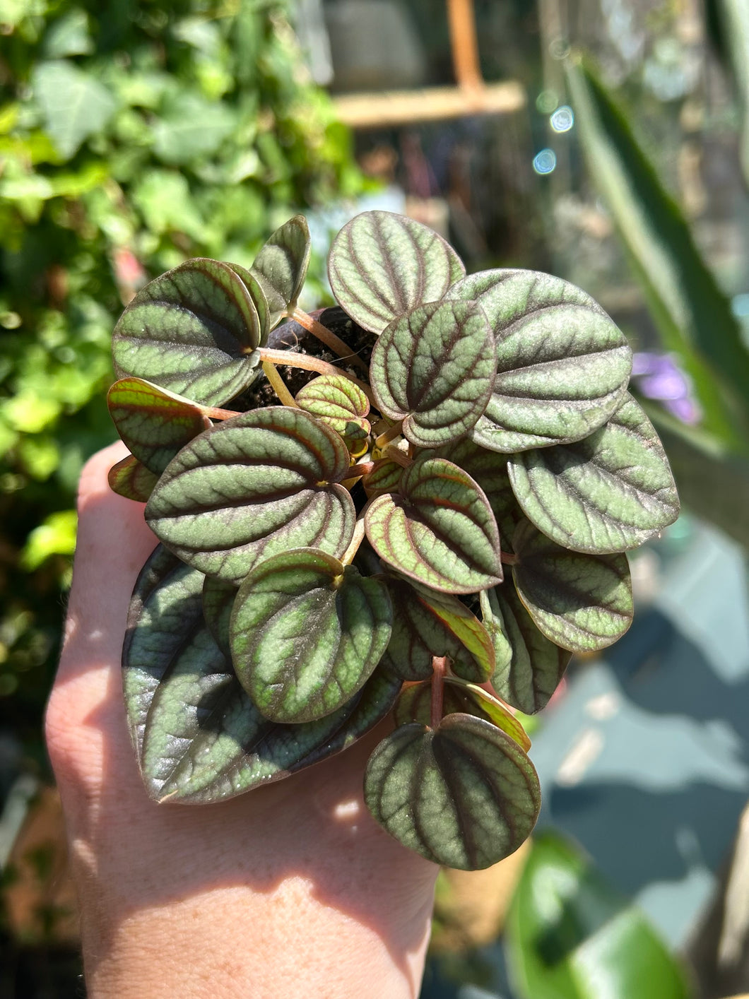 Peperomia Piccolo Banda / Radiator Plant