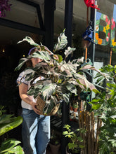 Load image into Gallery viewer, Calathea ‘Stella’ / Prayer Plant - *Local Delivery or Local Pick Up Only*
