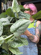 Load image into Gallery viewer, Epipremnum pictus Trebie / Satin Pothos
