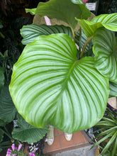 Load image into Gallery viewer, Calathea orbifolia / Prayer Plant
