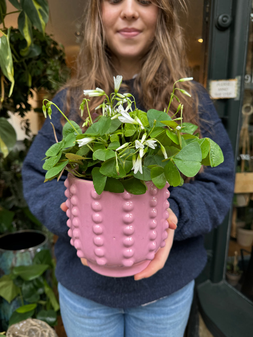 Oxalis triangularis - Green Shamrock