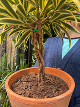 Load image into Gallery viewer, Dracaena reflexa / Song of India / Dragon Tree - *Local Delivery or Local Pick Up Only*
