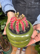 Load image into Gallery viewer, Gymnocalycium mihanovichii Variegata / Oriental Moon Cactus
