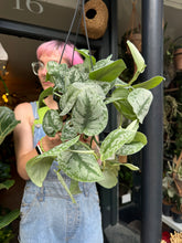 Load image into Gallery viewer, Epipremnum pictus Trebie / Satin Pothos

