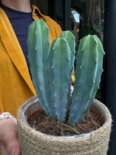 Load image into Gallery viewer, Myrtillocactus geometrizans / Blue Candle Cactus
