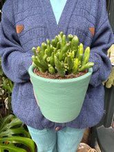 Load image into Gallery viewer, Crassula ovata Hobbit / Jade Plant
