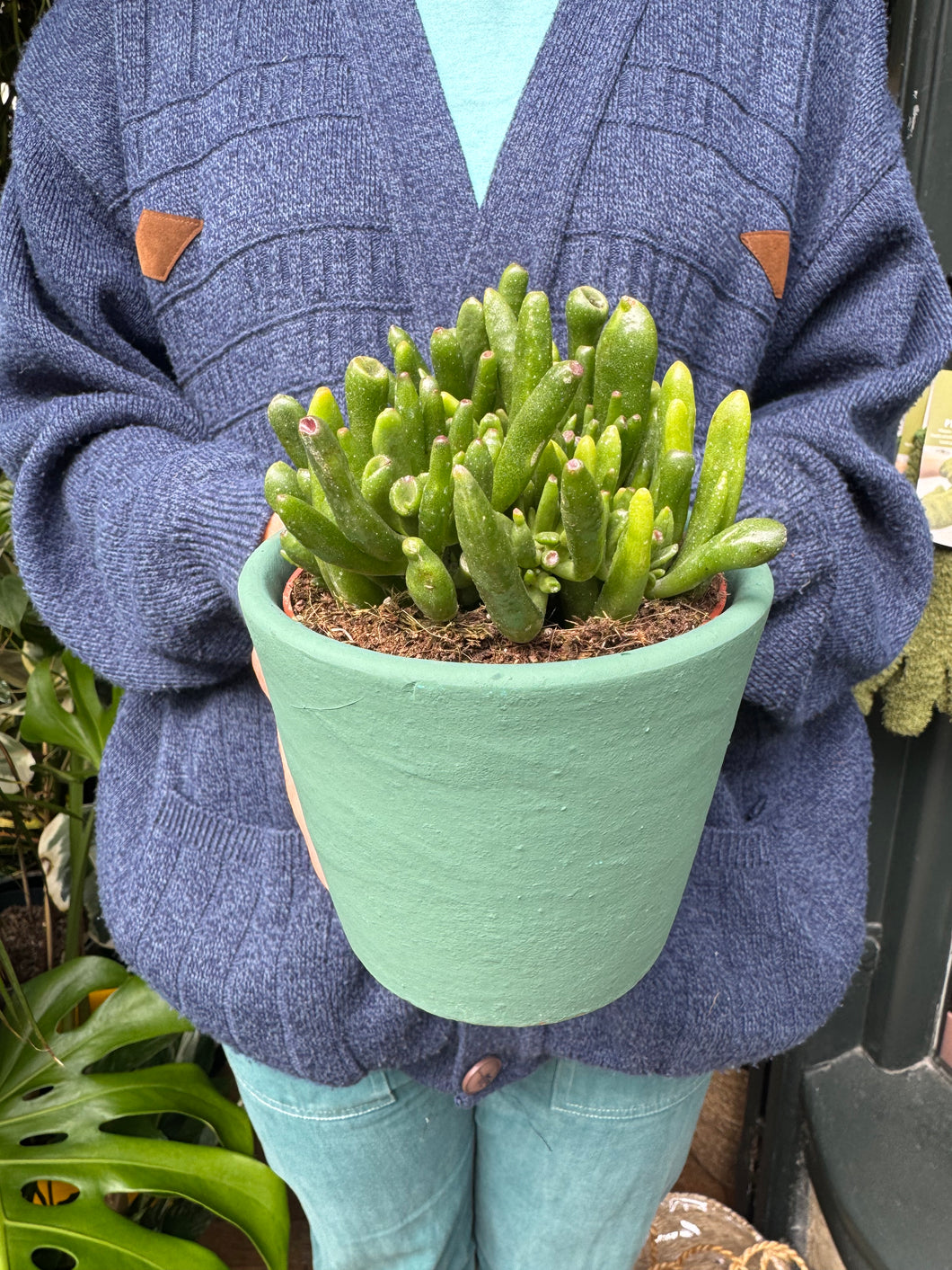 Crassula ovata Hobbit / Jade Plant