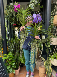 Hanging Vanda Orchid - Mixed Flower Colours