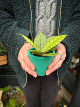 Load image into Gallery viewer, Hoya callistophylla / Wax Plant
