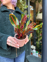 Load image into Gallery viewer, Codiaeum mammi / Croton
