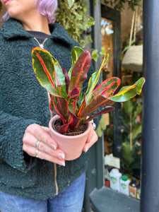 Codiaeum mammi / Croton