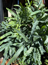 Load image into Gallery viewer, Phlebodium aureum / Blue Star Fern - 19cm Pot
