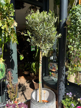 Load image into Gallery viewer, Olea europaea / Olive Tree - *Local Delivery or Local Pick Up Only*
