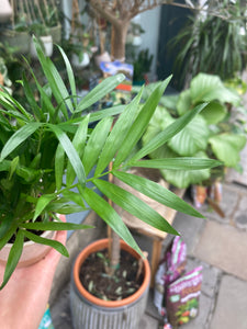 Chamaedorea elegans - Parlour Palm