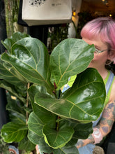 Load image into Gallery viewer, Ficus lyrata Bambino / Dwarf Fiddle Leaf Fig
