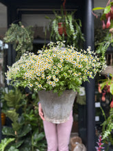 Load image into Gallery viewer, Tanacetum / Feverfew - Price Per Bunch
