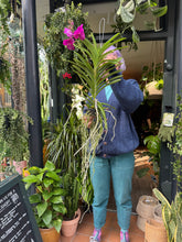 Load image into Gallery viewer, Hanging Vanda Orchid - Mixed Flower Colours
